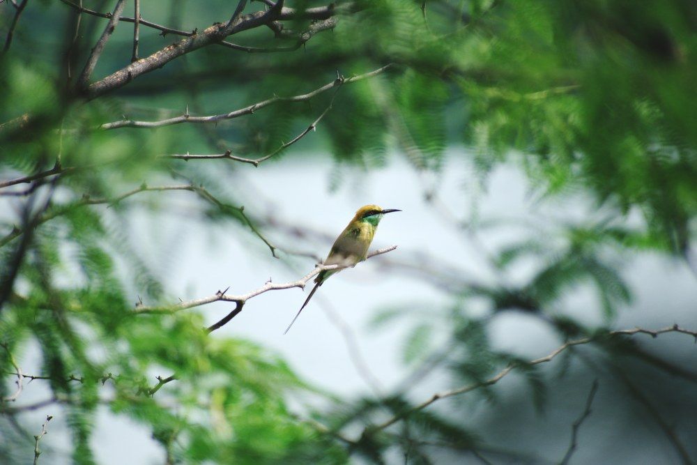 Photograph by Roshan Sharma