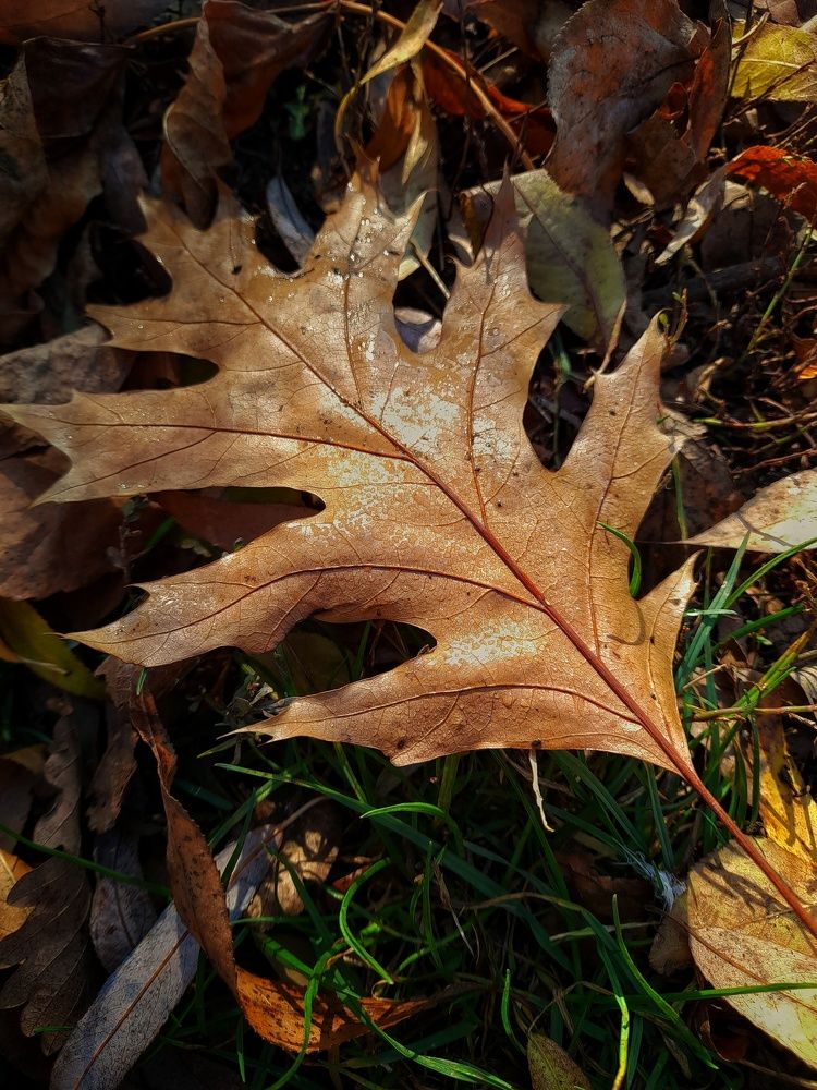 Осенний лист