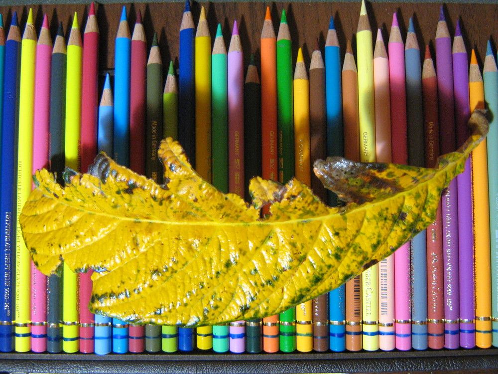 Фотография автора M.R. Ansaripour