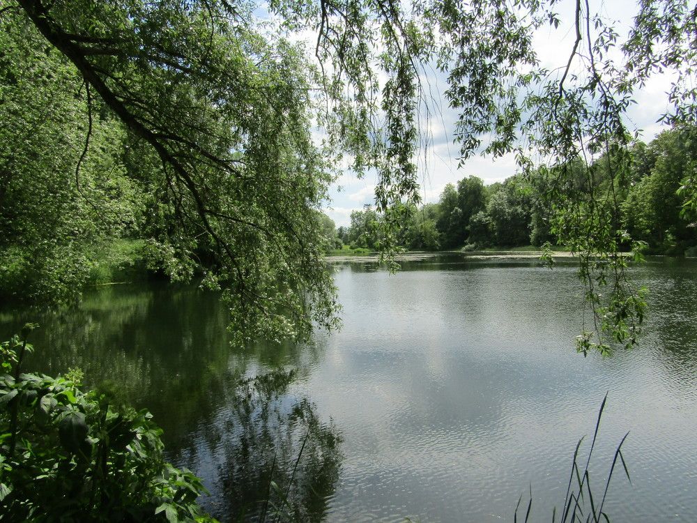 Гостилицы. Конец июня