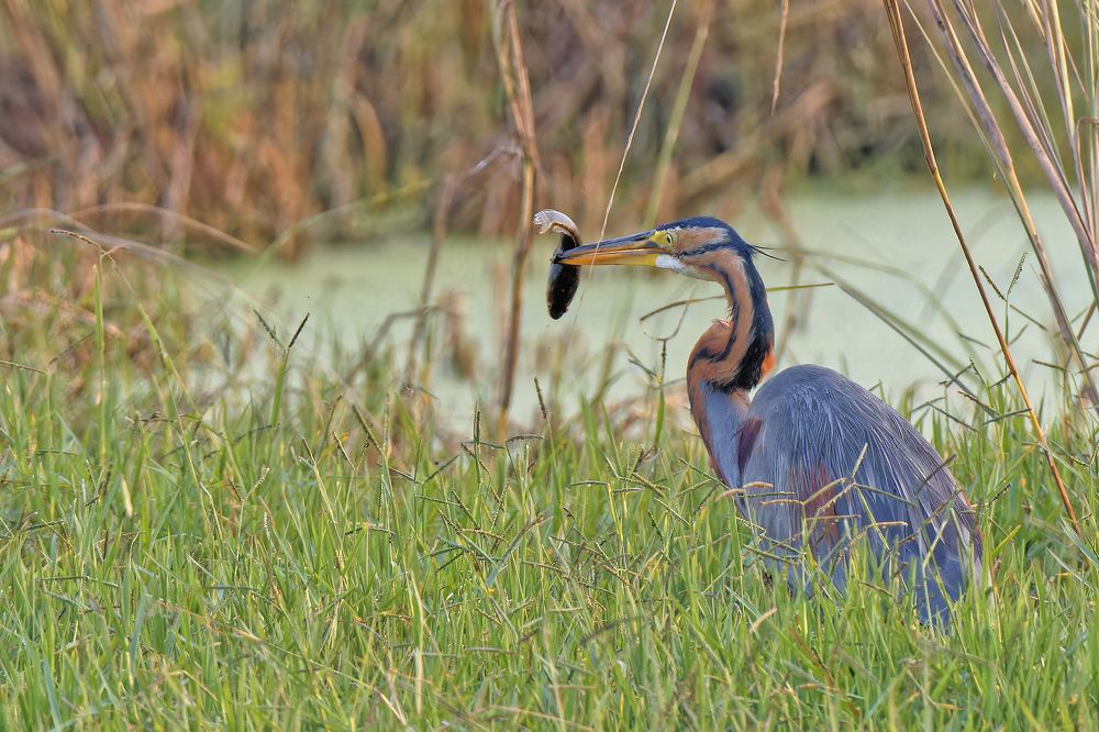 Photograph by RAJESH MAHAJAN