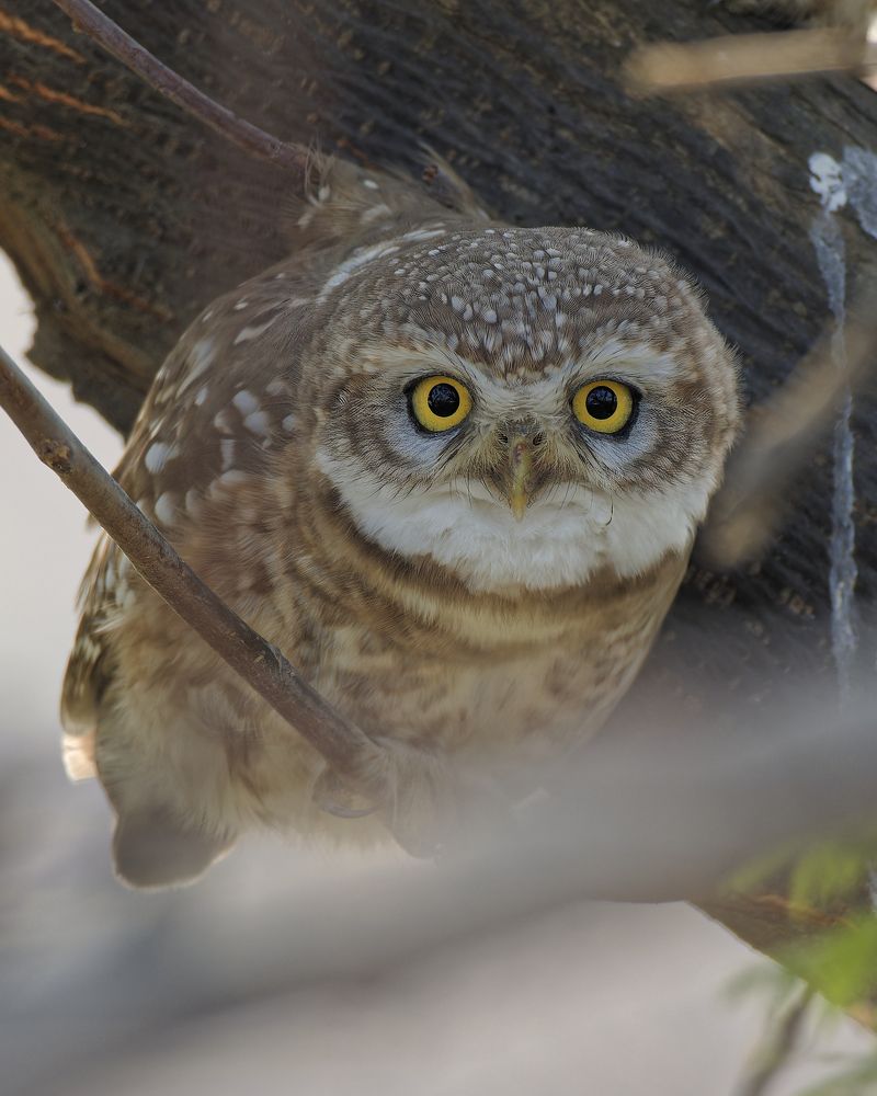 Photograph by RAJESH MAHAJAN