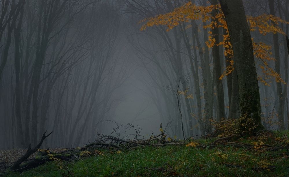 Туманное утро