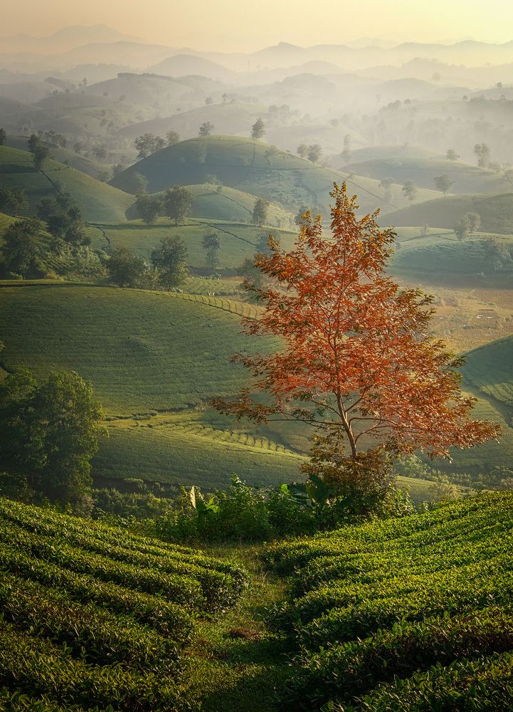 Photograph by DO DUC MINH