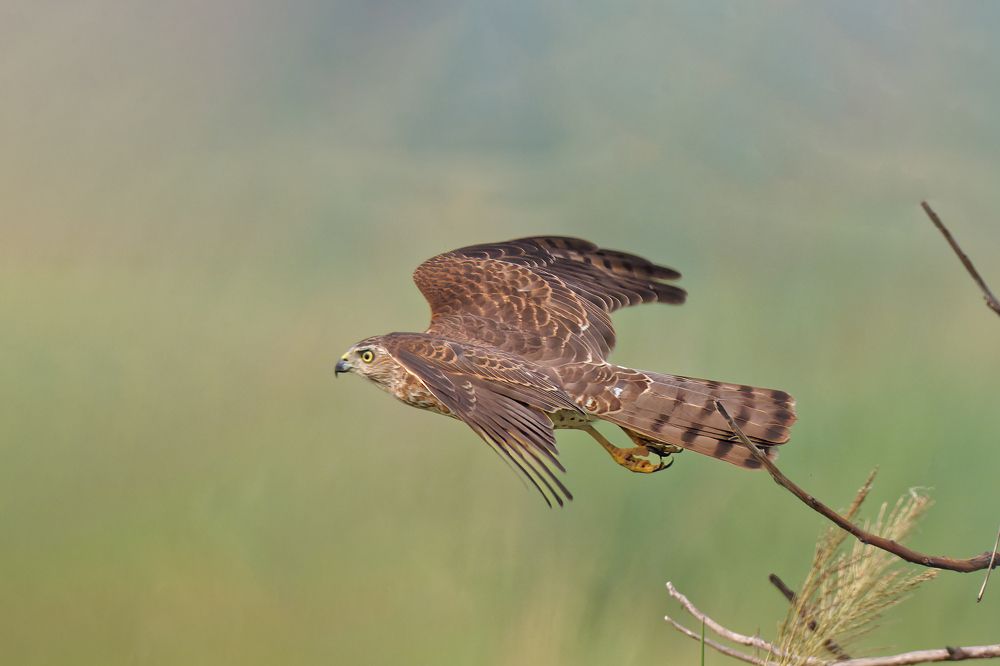 Photograph by RAJESH MAHAJAN