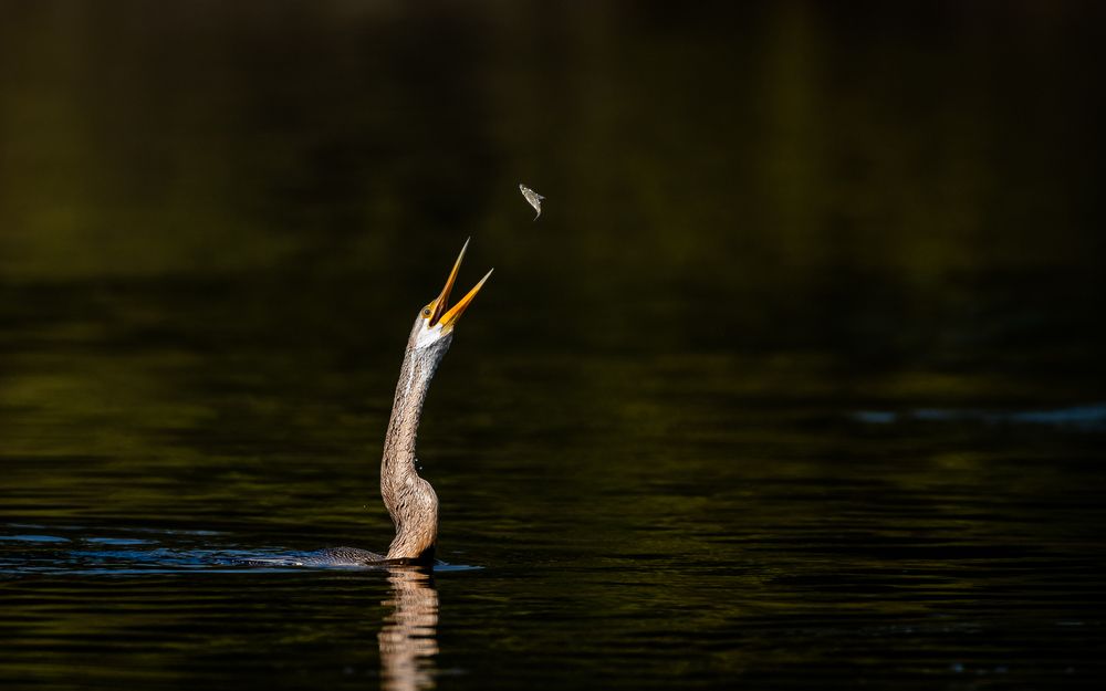 Photograph by Amresh Mishra