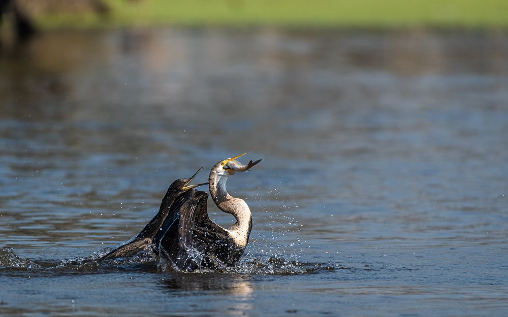 Photograph by Amresh Mishra