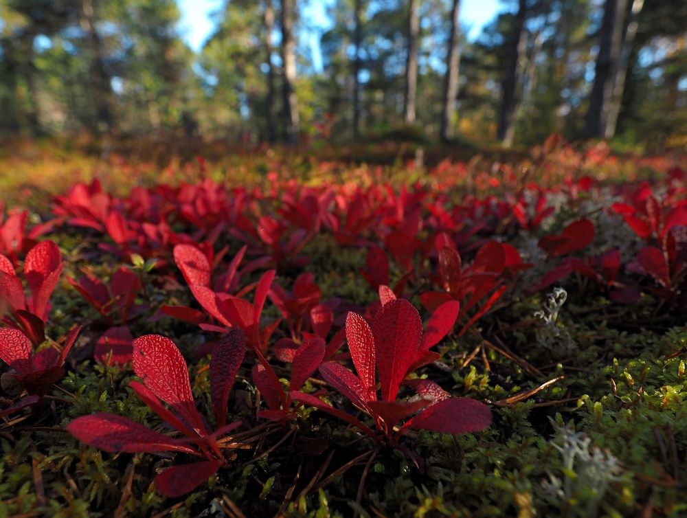 Photograph by Евгений Яковлев