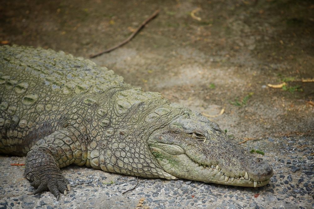 Photograph by Saurabh