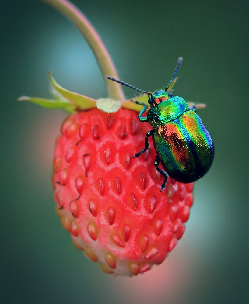 Фотография автора Галина Горькавая