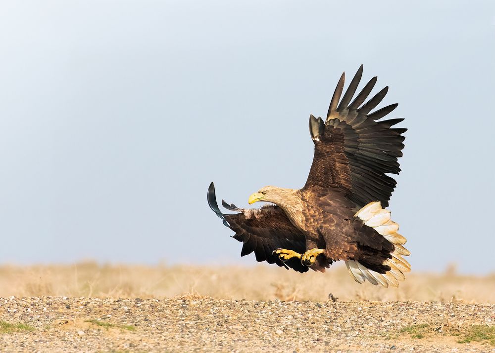 White-tailed Eagle