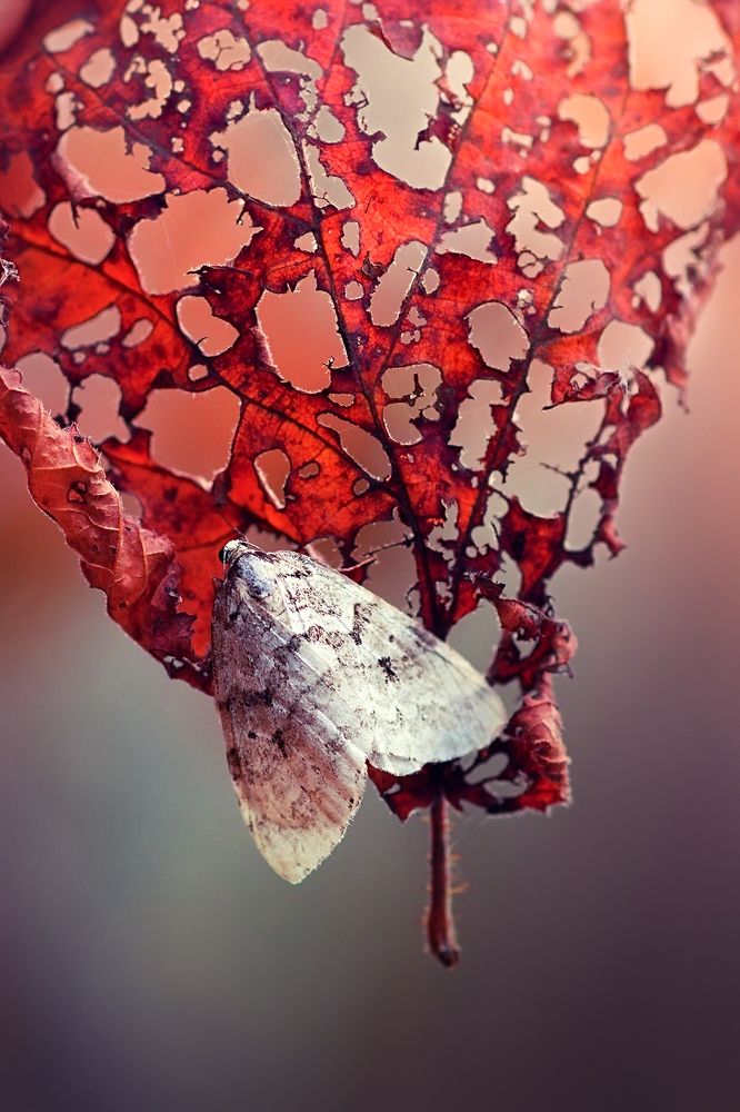 Фотография автора Галина Горькавая