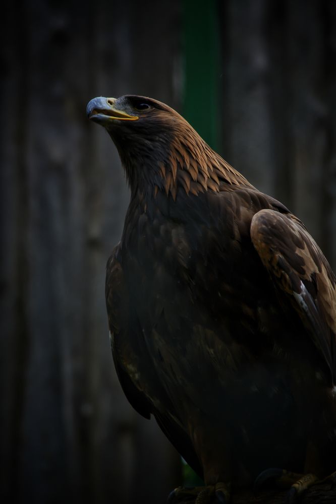 Photograph by Максим Ушенин