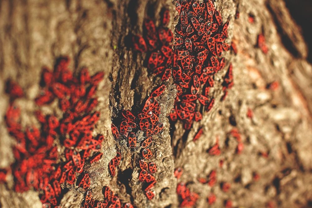 Photograph by Irina  Vasilyeva