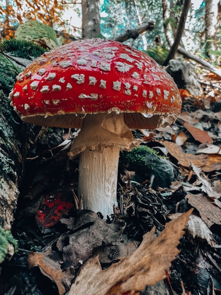 Фотография автора Юлия Недосекина