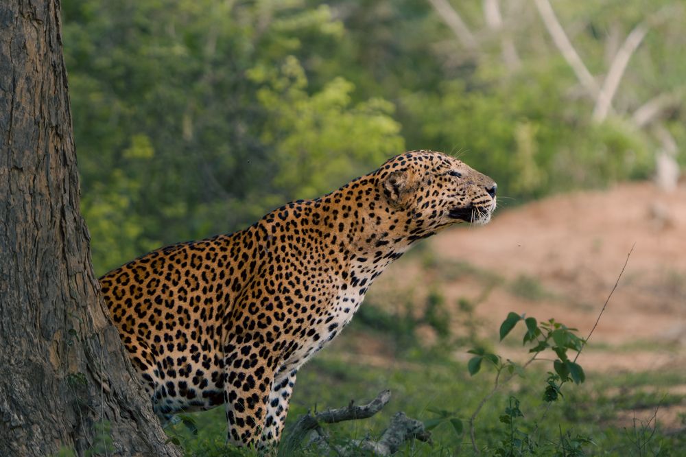 Photograph by Darshana Rukmal