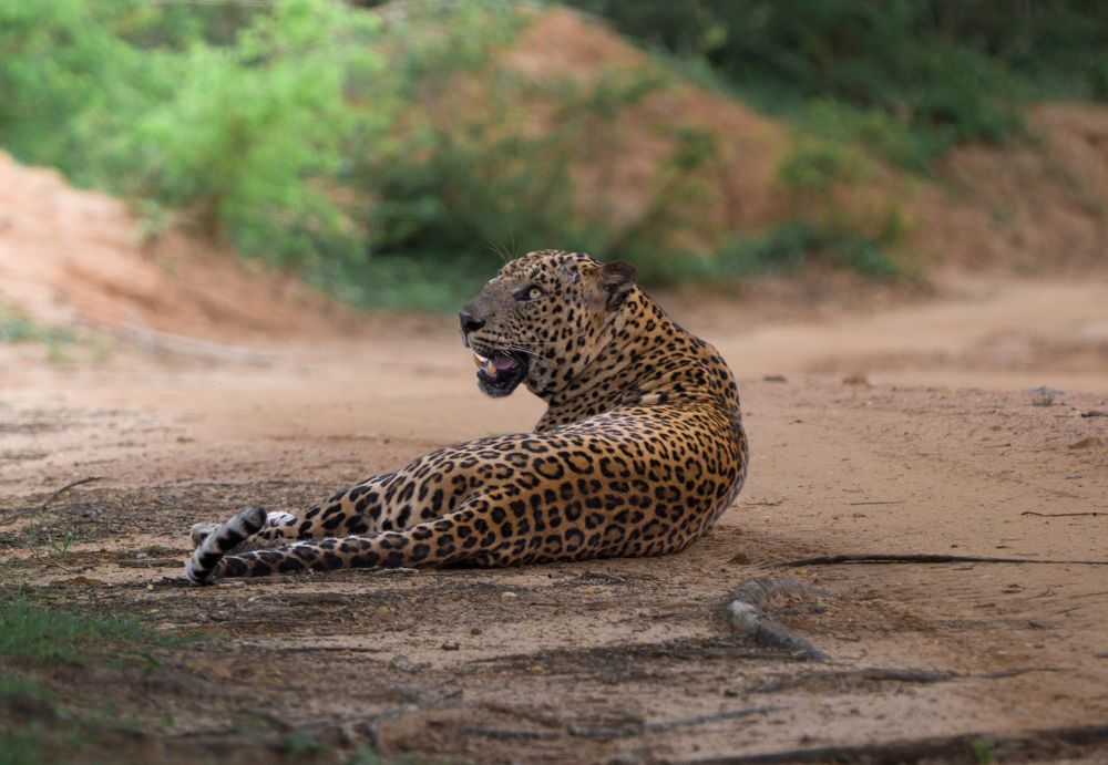 Photograph by Darshana Rukmal