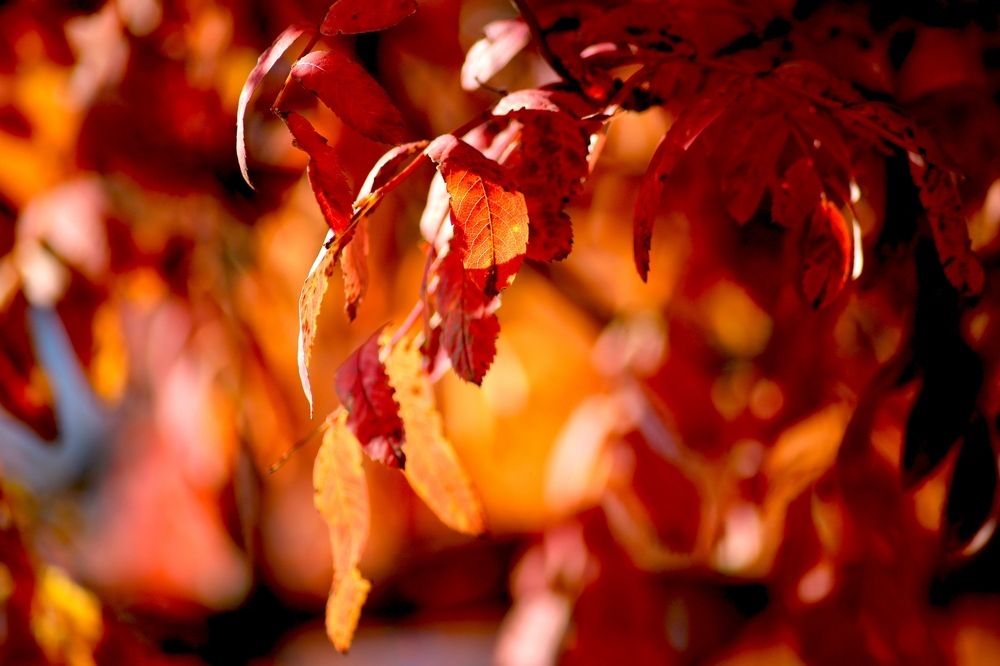 Осенний пожар.