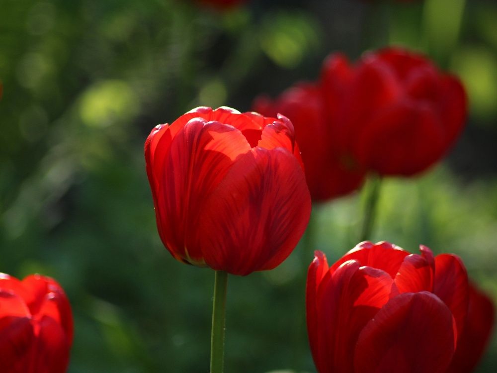 Алые цветы.