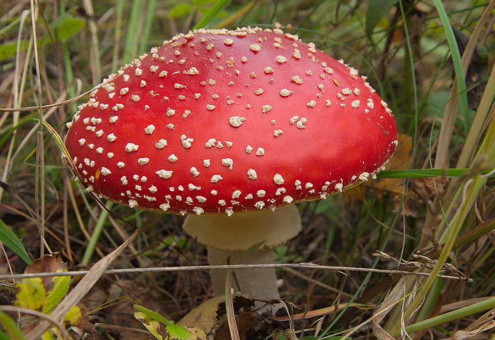 Photograph by Василий Быстрицкий