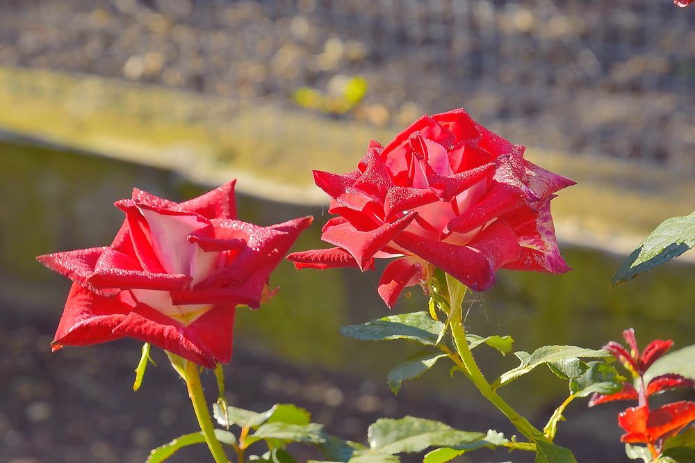 Photograph by Василий Быстрицкий