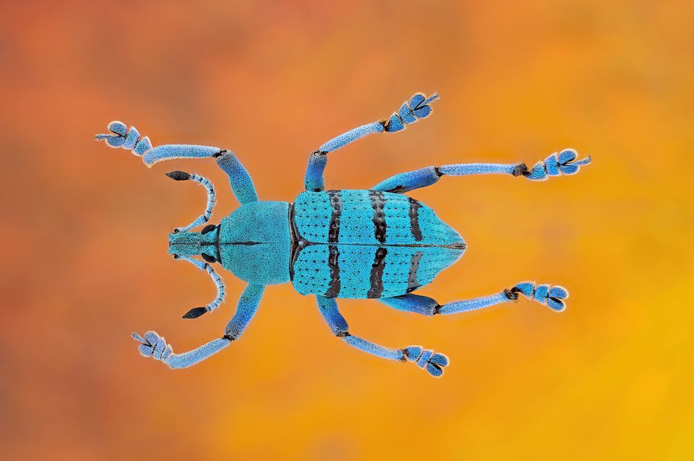 Photograph by Enrico Luzi