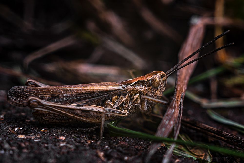 Бурый кузнечик