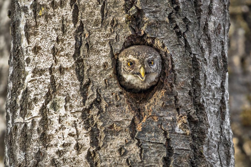"Фотограф, отвяжись! Ты уже достал!"