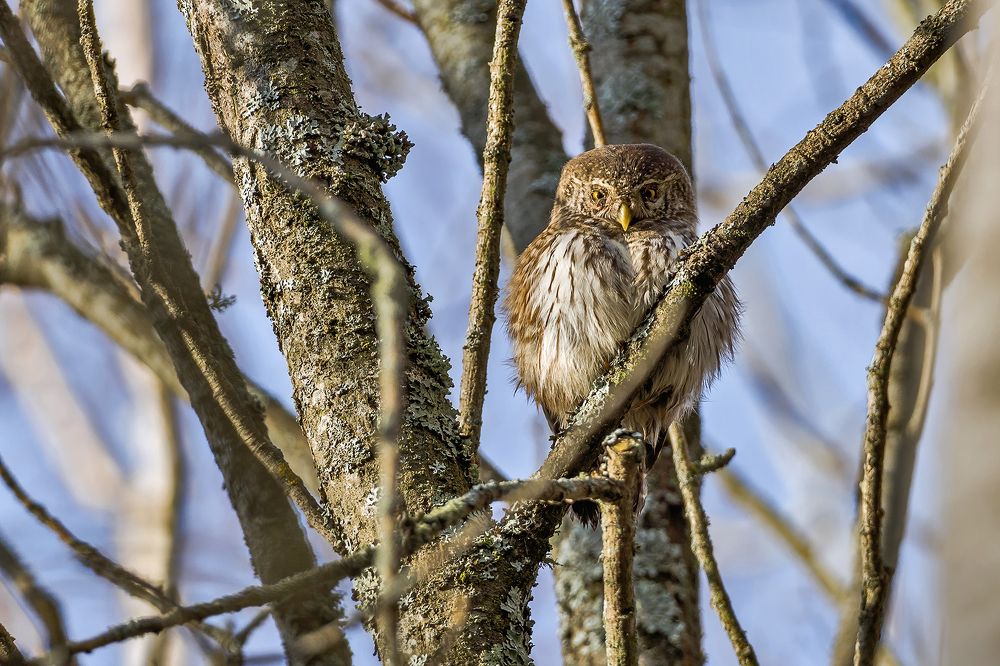 "Сережка ольховая, легкая, будто пуховая!"