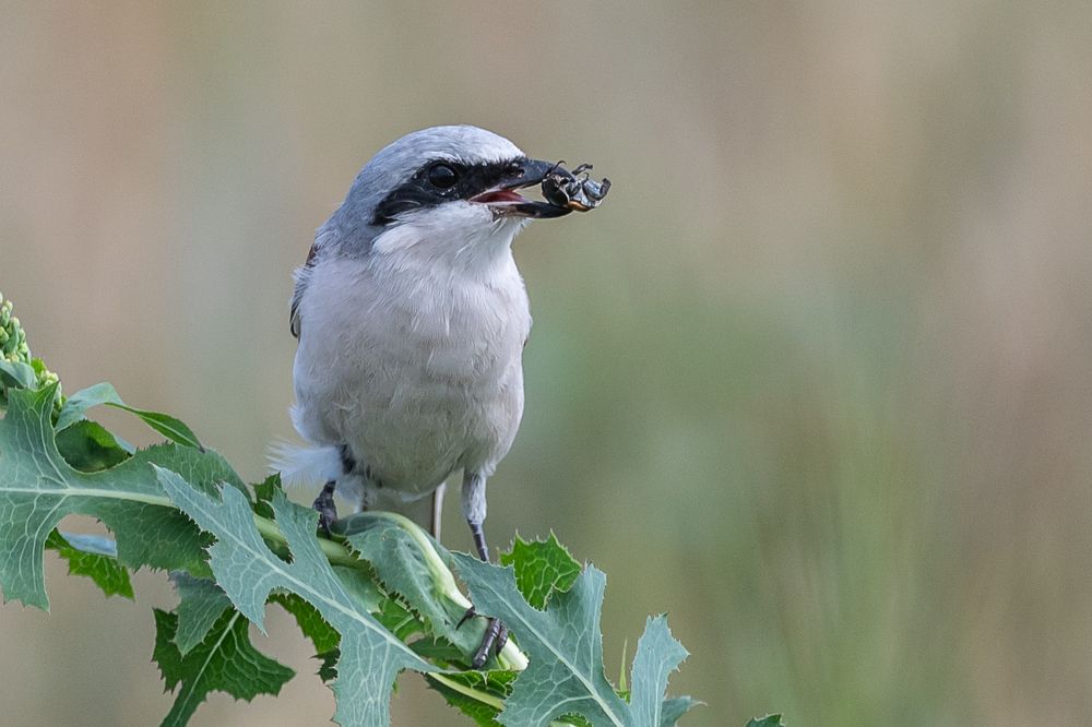 Сорокопуты самые маленькие хищники.