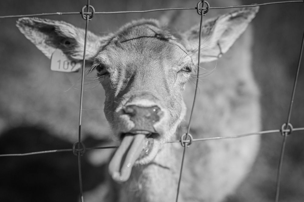 Фотография автора Anna Labelle