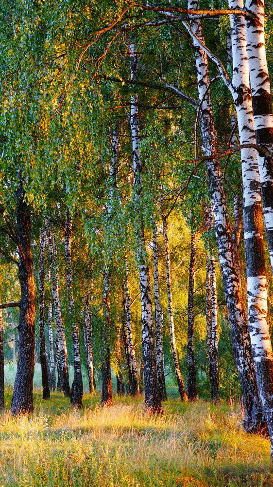 Фотография автора Дмитрий Земсков