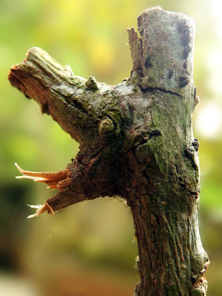 Photograph by Tanusri RoyChowdhury