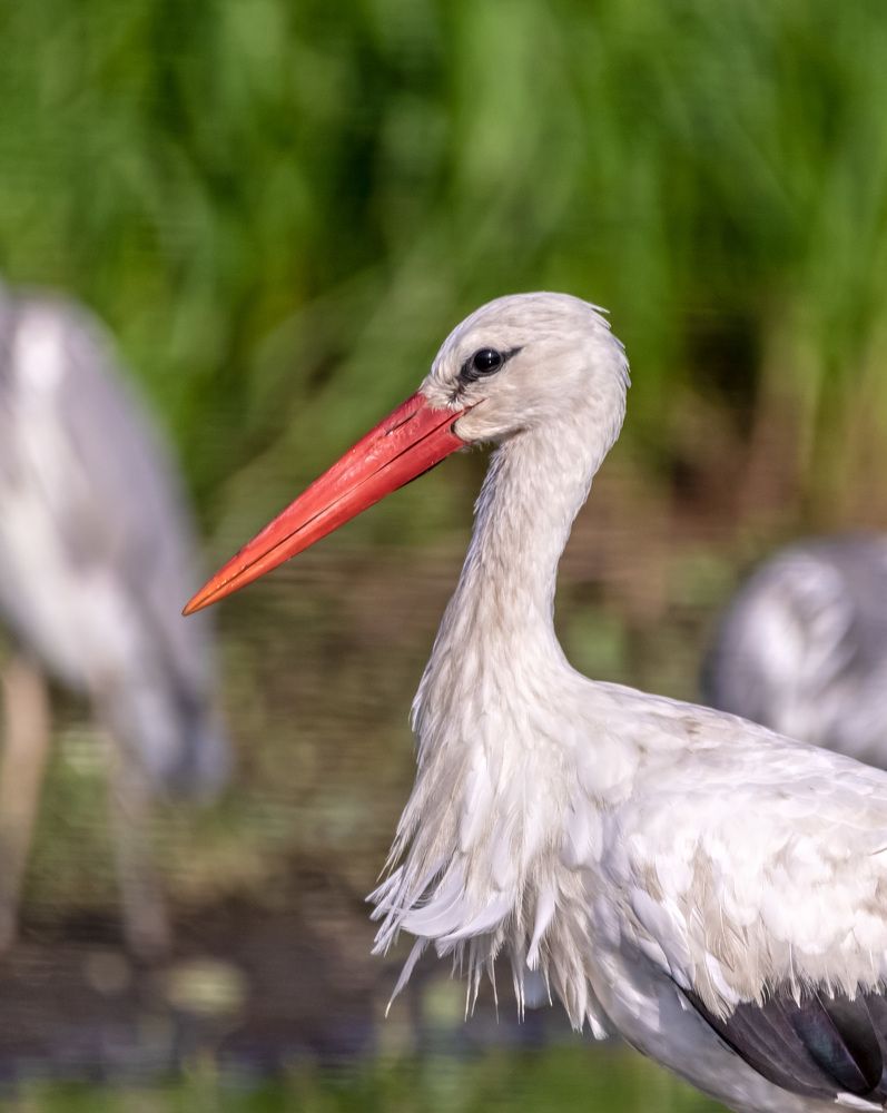 Морковный нос