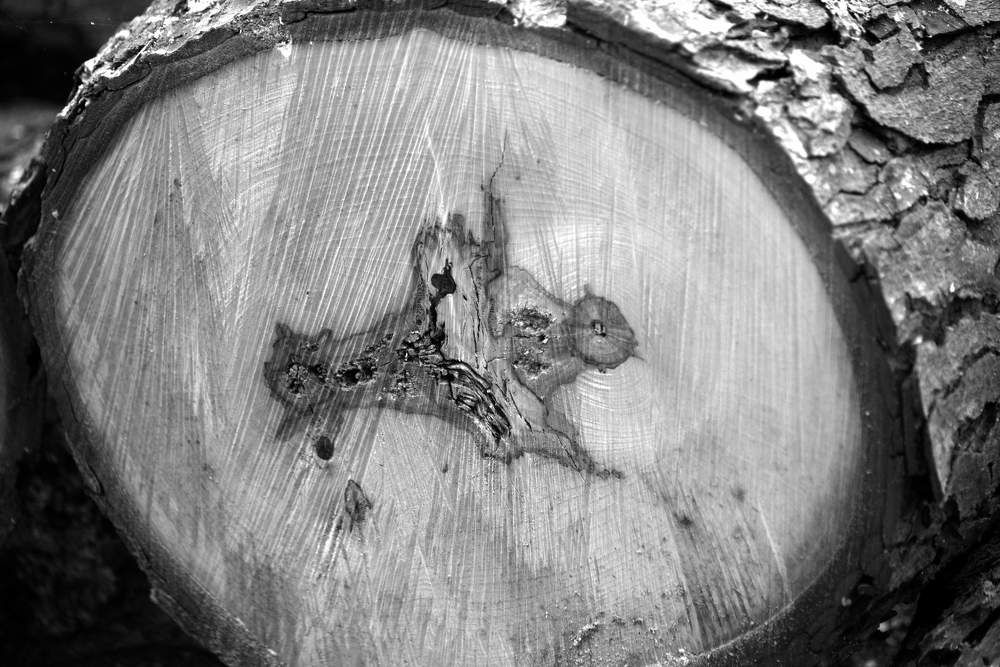 Говорящие деревья / The talking trees