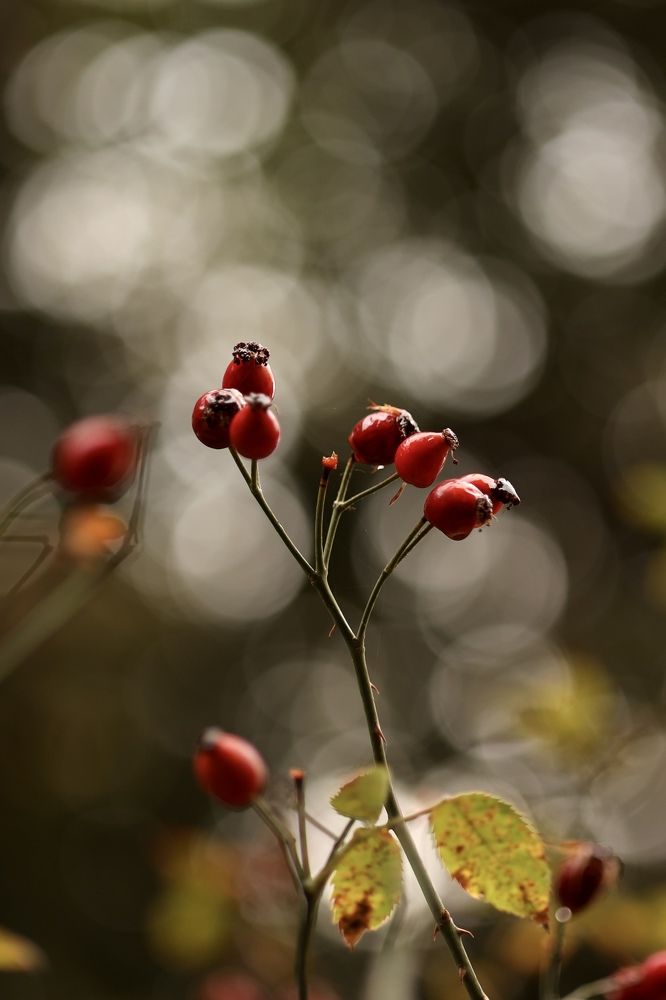 Photograph by Юлия Голубкова