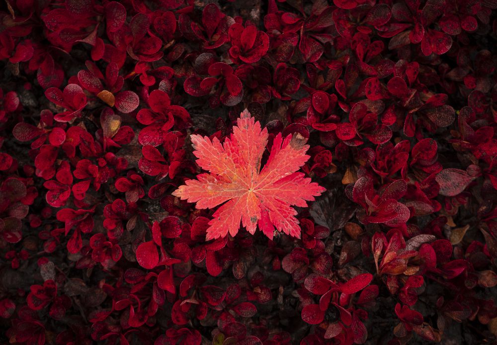 Photograph by Светлана Краюшкина