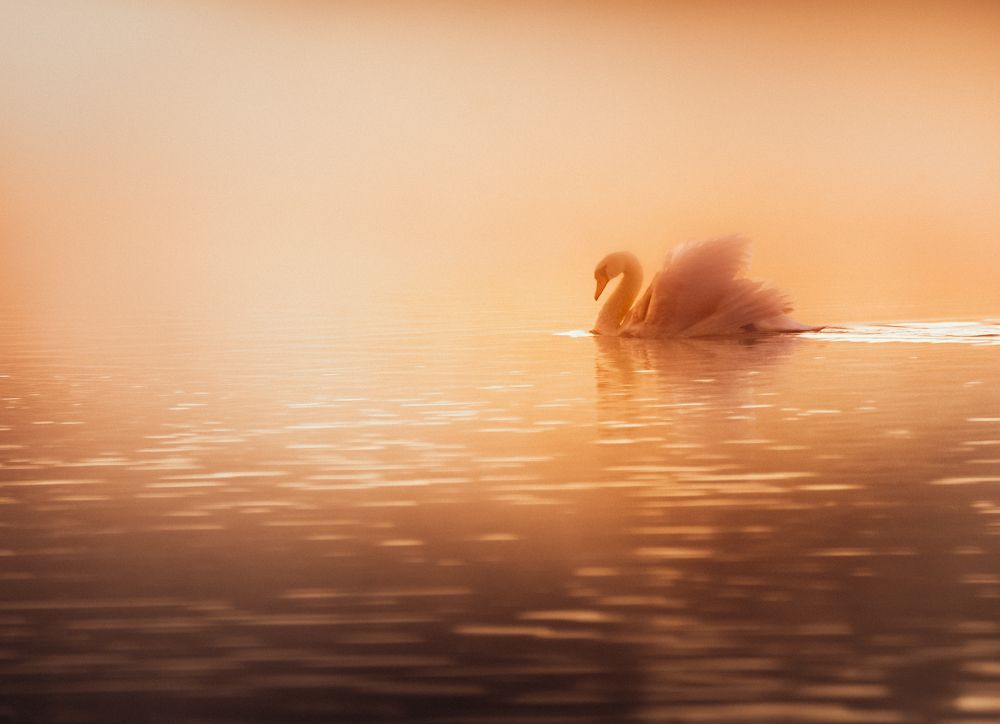 Фотография автора NIghtdream