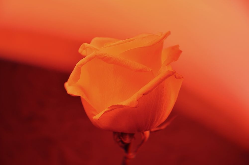 Photograph by Волков Александр