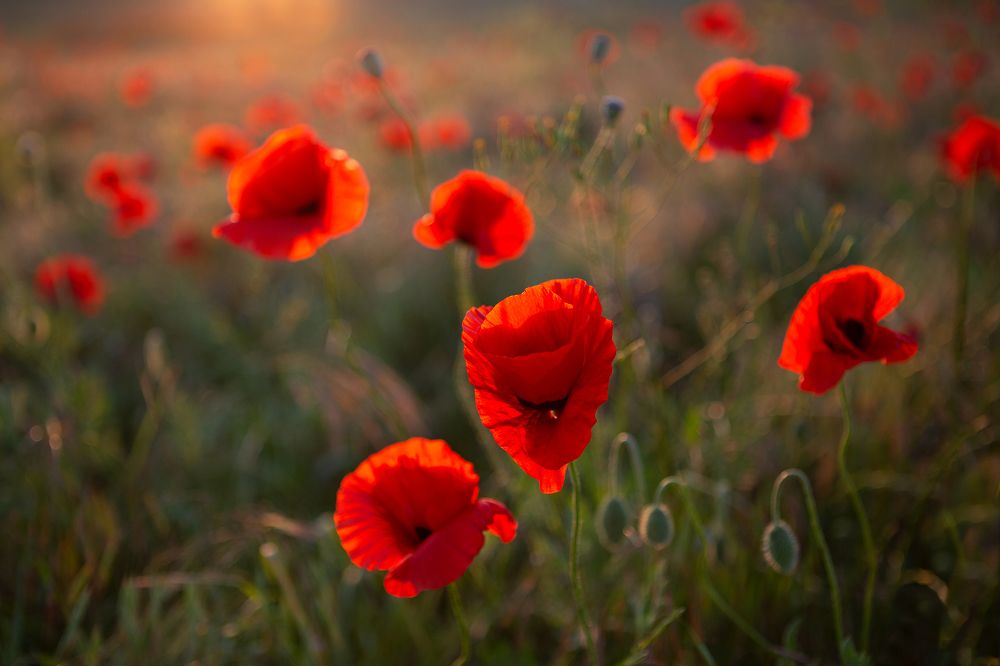 Photograph by Татьяна Рунова