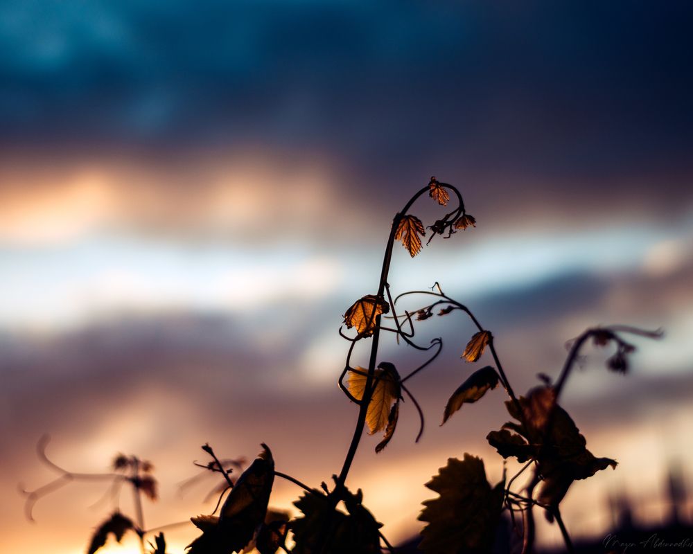 Photograph by Mazen Abdennadher