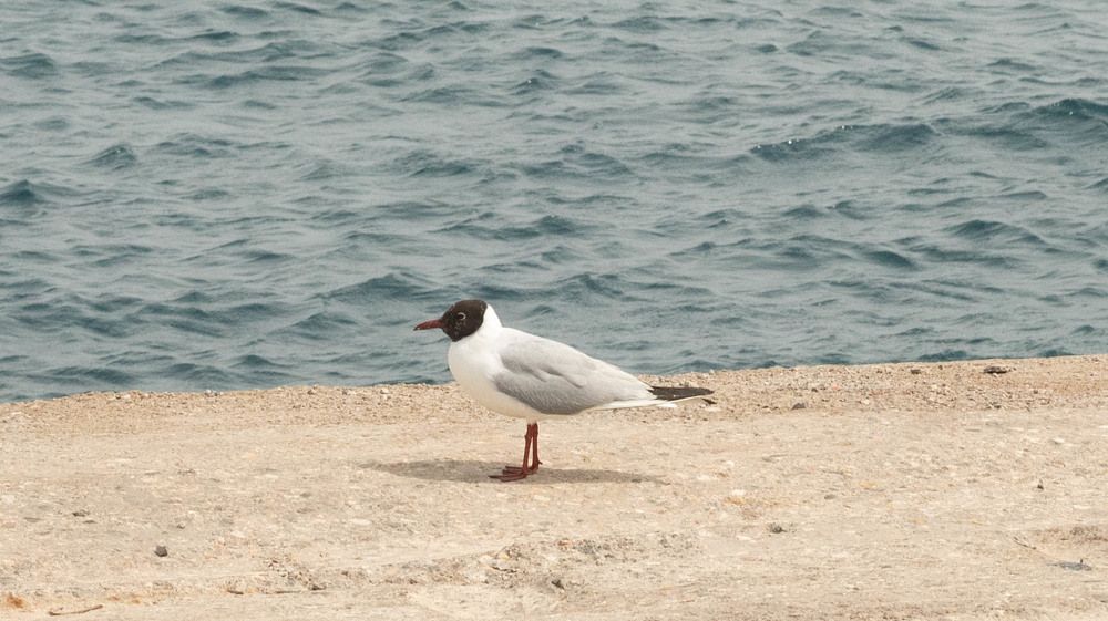 Фотография автора DIMITRIS MPAZIOTOPOULOS