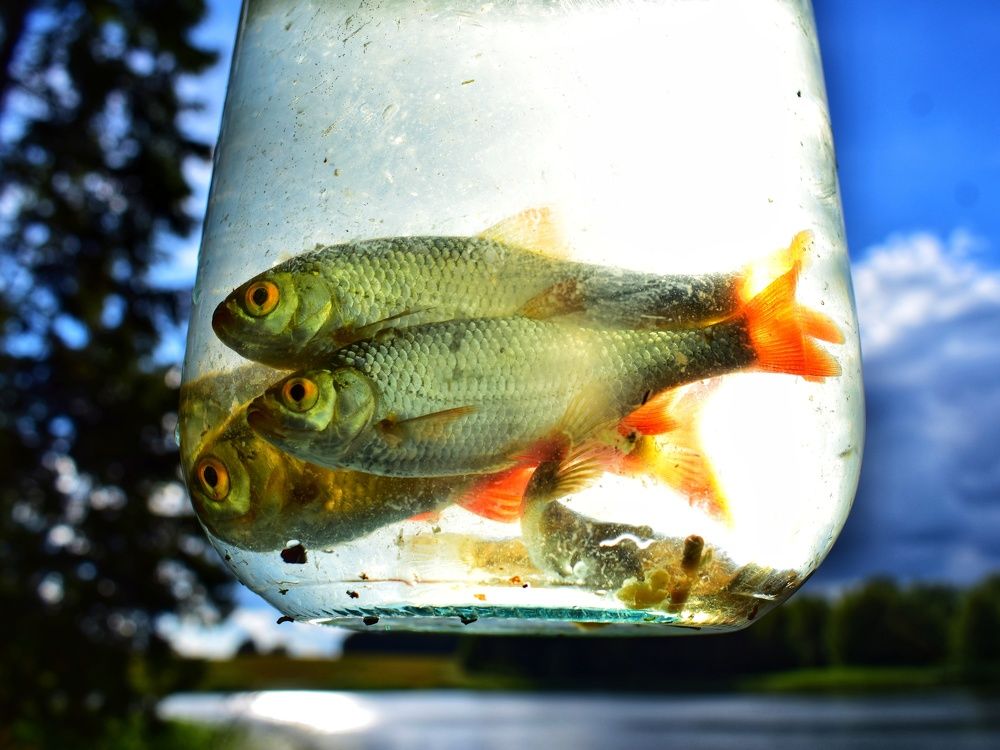 Photograph by Алеся Цеван