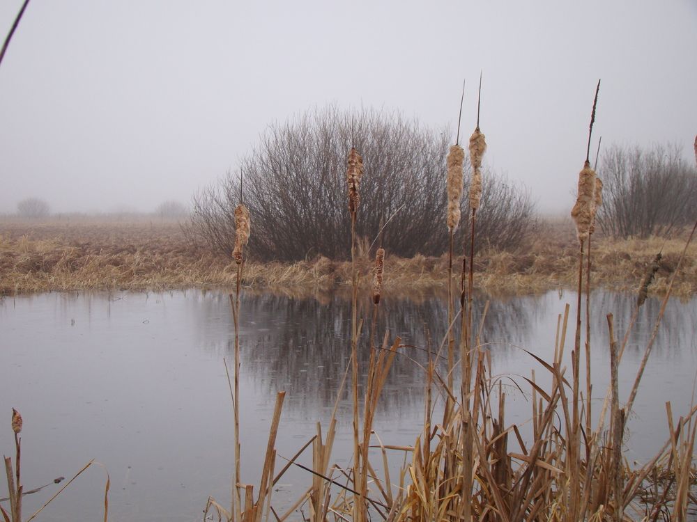 Photograph by Николай Дмитриев