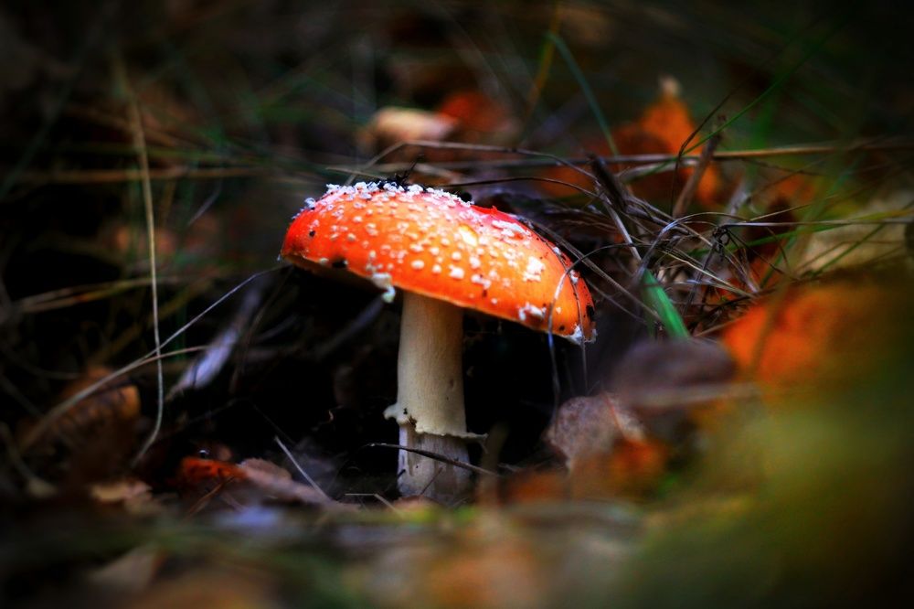 Photograph by Инна Карасева