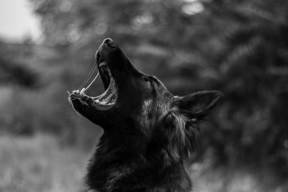 Photograph by Ivan Kotarov