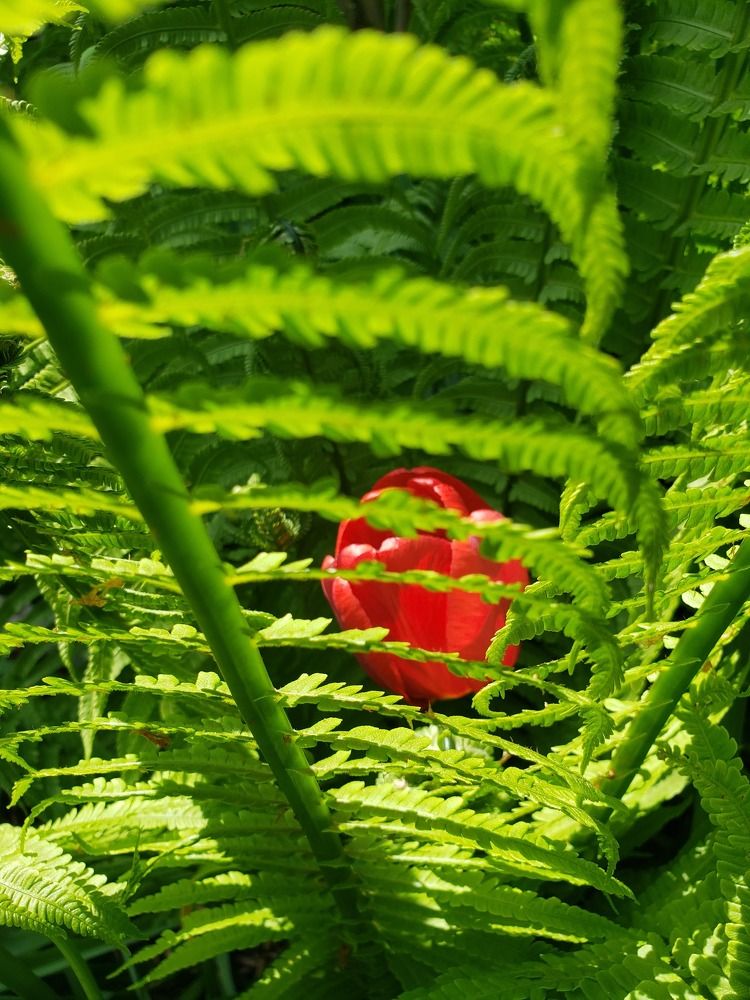 Цветок папоротника