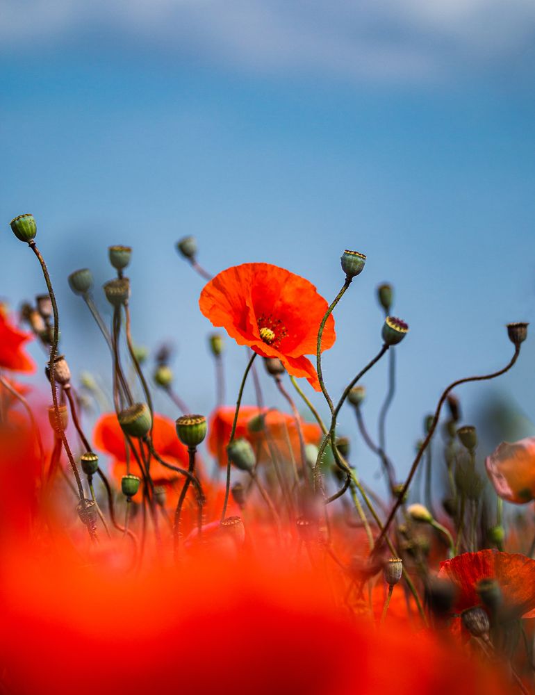 Фотография автора Филиппов Дмитрий