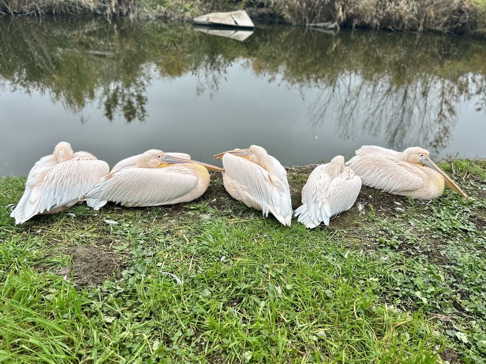 Фотография автора Füleki Elvira