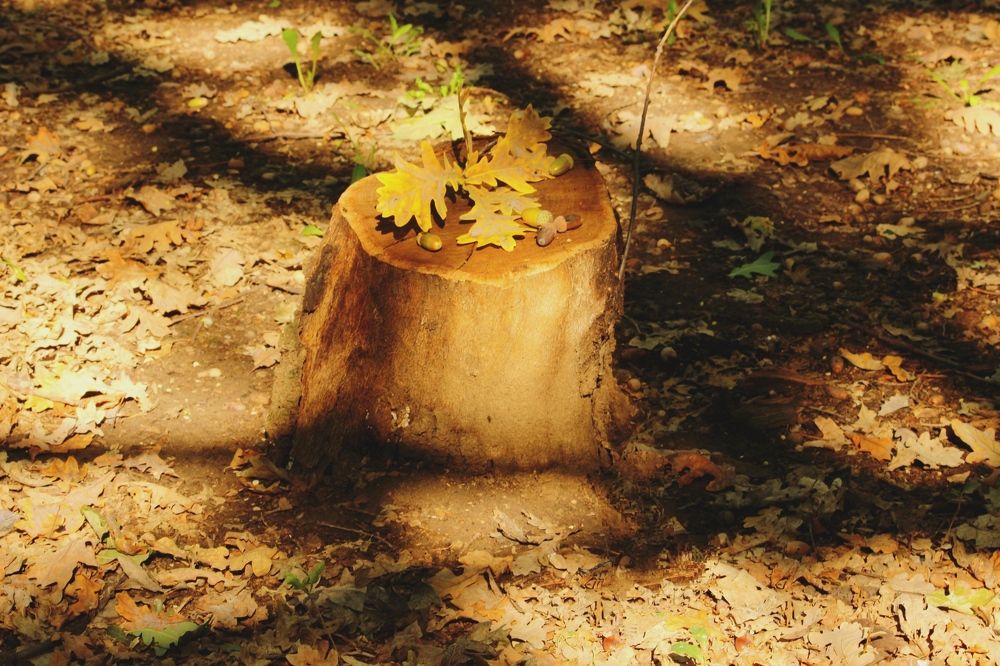 Photograph by Олеся Белова